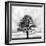 Great Tree-null-Framed Photographic Print