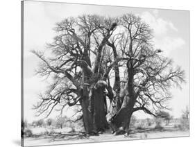 Great Tree-Howard Ruby-Stretched Canvas