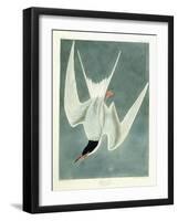 Great Turn, Male, Spring Plumage, 1836-John James Audubon-Framed Giclee Print