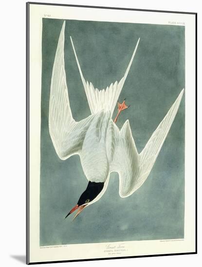 Great Turn, Male, Spring Plumage, 1836-John James Audubon-Mounted Giclee Print