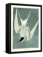 Great Turn, Male, Spring Plumage, 1836-John James Audubon-Framed Stretched Canvas