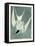 Great Turn, Male, Spring Plumage, 1836-John James Audubon-Framed Stretched Canvas