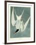 Great Turn, Male, Spring Plumage, 1836-John James Audubon-Framed Giclee Print