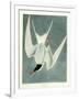 Great Turn, Male, Spring Plumage, 1836-John James Audubon-Framed Giclee Print