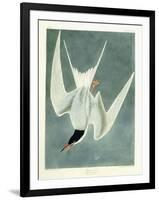 Great Turn, Male, Spring Plumage, 1836-John James Audubon-Framed Giclee Print