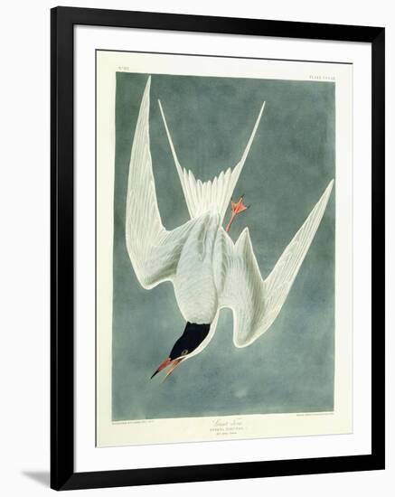 Great Turn, Male, Spring Plumage, 1836-John James Audubon-Framed Giclee Print