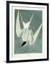 Great Turn, Male, Spring Plumage, 1836-John James Audubon-Framed Giclee Print