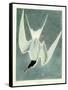 Great Turn, Male, Spring Plumage, 1836-John James Audubon-Framed Stretched Canvas