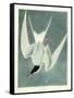 Great Turn, Male, Spring Plumage, 1836-John James Audubon-Framed Stretched Canvas