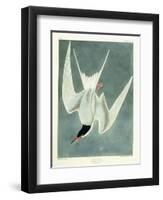 Great Turn, Male, Spring Plumage, 1836-John James Audubon-Framed Premium Giclee Print