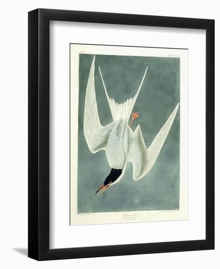 Great Turn, Male, Spring Plumage, 1836-John James Audubon-Framed Premium Giclee Print