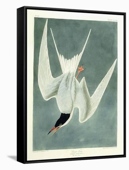 Great Turn, Male, Spring Plumage, 1836-John James Audubon-Framed Stretched Canvas