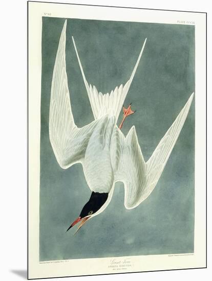 Great Turn, Male, Spring Plumage, 1836-John James Audubon-Mounted Giclee Print