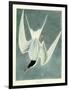 Great Turn, Male, Spring Plumage, 1836-John James Audubon-Framed Giclee Print