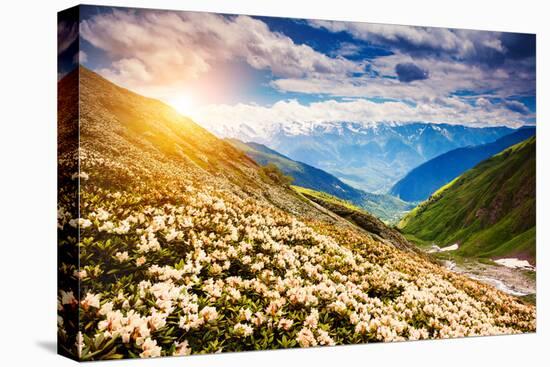 Great View of the Alpine Meadows with Rhododendron Flowers at the Foot of Mt. Ushba. Dramatic Unusu-Leonid Tit-Stretched Canvas