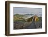 Great Wall of China on a Foggy Morning. Jinshanling, China-Darrell Gulin-Framed Photographic Print