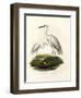 Great White Egret, 1864-null-Framed Giclee Print