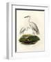 Great White Egret, 1864-null-Framed Giclee Print