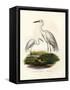 Great White Egret, 1864-null-Framed Stretched Canvas