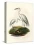 Great White Egret, 1864-null-Stretched Canvas