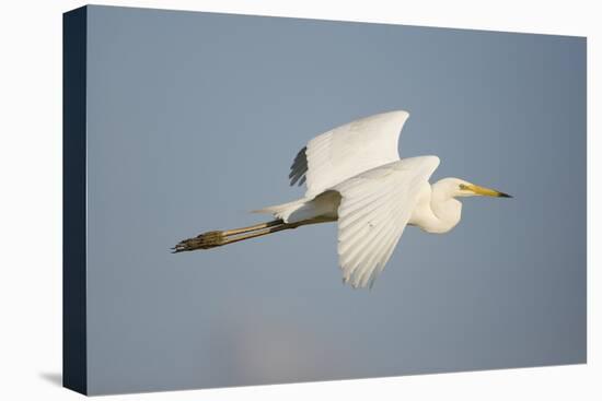 Great White Egret (Ardea Alba) in Flight, Oostvaardersplassen, Netherlands, June 2009-Hamblin-Stretched Canvas