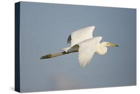 Great White Egret (Ardea Alba) in Flight, Oostvaardersplassen, Netherlands, June 2009-Hamblin-Stretched Canvas