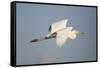 Great White Egret (Ardea Alba) in Flight, Oostvaardersplassen, Netherlands, June 2009-Hamblin-Framed Stretched Canvas