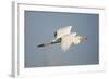 Great White Egret (Ardea Alba) in Flight, Oostvaardersplassen, Netherlands, June 2009-Hamblin-Framed Photographic Print