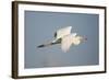 Great White Egret (Ardea Alba) in Flight, Oostvaardersplassen, Netherlands, June 2009-Hamblin-Framed Photographic Print