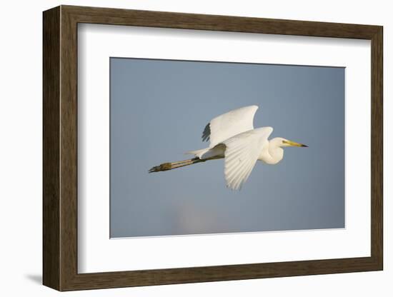 Great White Egret (Ardea Alba) in Flight, Oostvaardersplassen, Netherlands, June 2009-Hamblin-Framed Photographic Print