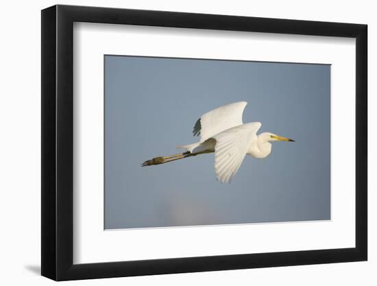 Great White Egret (Ardea Alba) in Flight, Oostvaardersplassen, Netherlands, June 2009-Hamblin-Framed Photographic Print
