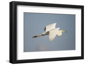 Great White Egret (Ardea Alba) in Flight, Oostvaardersplassen, Netherlands, June 2009-Hamblin-Framed Photographic Print
