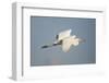 Great White Egret (Ardea Alba) in Flight, Oostvaardersplassen, Netherlands, June 2009-Hamblin-Framed Photographic Print