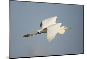 Great White Egret (Ardea Alba) in Flight, Oostvaardersplassen, Netherlands, June 2009-Hamblin-Mounted Photographic Print