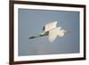 Great White Egret (Ardea Alba) in Flight, Oostvaardersplassen, Netherlands, June 2009-Hamblin-Framed Photographic Print