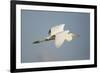 Great White Egret (Ardea Alba) in Flight, Oostvaardersplassen, Netherlands, June 2009-Hamblin-Framed Photographic Print