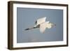 Great White Egret (Ardea Alba) in Flight, Oostvaardersplassen, Netherlands, June 2009-Hamblin-Framed Photographic Print