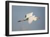 Great White Egret (Ardea Alba) in Flight, Oostvaardersplassen, Netherlands, June 2009-Hamblin-Framed Photographic Print