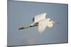 Great White Egret (Ardea Alba) in Flight, Oostvaardersplassen, Netherlands, June 2009-Hamblin-Mounted Photographic Print