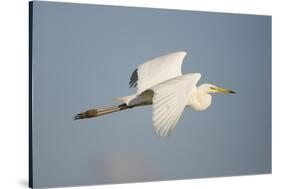 Great White Egret (Ardea Alba) in Flight, Oostvaardersplassen, Netherlands, June 2009-Hamblin-Stretched Canvas