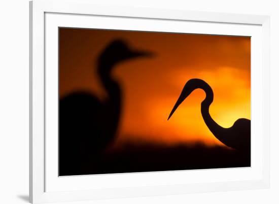 Great White Egret (Ardea Alba) Silhouetted at Sunset, Lake Csaj, Pusztaszer, Hungary, February-Bence Mate-Framed Photographic Print