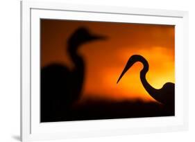 Great White Egret (Ardea Alba) Silhouetted at Sunset, Lake Csaj, Pusztaszer, Hungary, February-Bence Mate-Framed Photographic Print