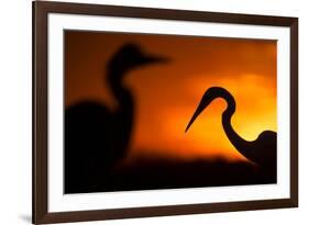 Great White Egret (Ardea Alba) Silhouetted at Sunset, Lake Csaj, Pusztaszer, Hungary, February-Bence Mate-Framed Photographic Print