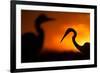 Great White Egret (Ardea Alba) Silhouetted at Sunset, Lake Csaj, Pusztaszer, Hungary, February-Bence Mate-Framed Photographic Print