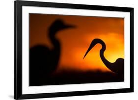 Great White Egret (Ardea Alba) Silhouetted at Sunset, Lake Csaj, Pusztaszer, Hungary, February-Bence Mate-Framed Photographic Print