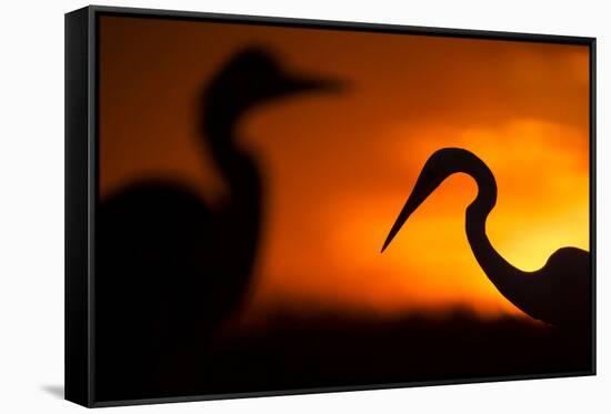 Great White Egret (Ardea Alba) Silhouetted at Sunset, Lake Csaj, Pusztaszer, Hungary, February-Bence Mate-Framed Stretched Canvas