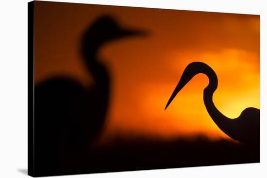 Great White Egret (Ardea Alba) Silhouetted at Sunset, Lake Csaj, Pusztaszer, Hungary, February-Bence Mate-Stretched Canvas