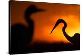 Great White Egret (Ardea Alba) Silhouetted at Sunset, Lake Csaj, Pusztaszer, Hungary, February-Bence Mate-Stretched Canvas