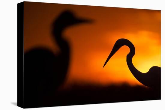 Great White Egret (Ardea Alba) Silhouetted at Sunset, Lake Csaj, Pusztaszer, Hungary, February-Bence Mate-Stretched Canvas