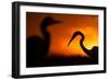 Great White Egret (Ardea Alba) Silhouetted at Sunset, Lake Csaj, Pusztaszer, Hungary, February-Bence Mate-Framed Photographic Print